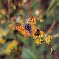 Lycaena alciphron (Cuivré mauvin, Argus pourpre)