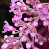 medinilla_myriantha2md