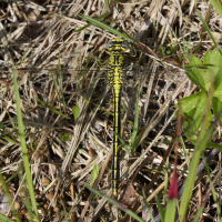 onychogomphus_forcipatus6bd