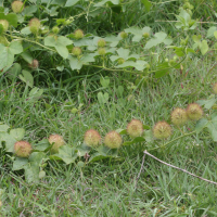 Passiflora foetida (Passiflore fétide)