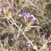 plumbago_europaea4bd