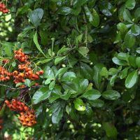 pyracantha_pauciflora4md