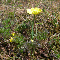 Ranunculus paludosus (Renoncule à feuilles de cerfeuil)