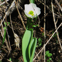 Ranunculus pyrenaeus (Renoncule des Pyrénées)