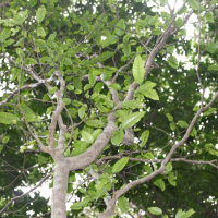 Tabernaemontana persicariifolia (Tabernémontane à feuilles de persicaire, Bois de lait)