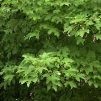 Acer pseudoplatanus (Sycomore, Faux platane)