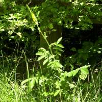 Agrimonia eupatoria (Aigremoine)