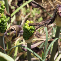 arum_dioscoridis5bd (Arum dioscoridis)