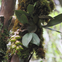 Bulbophyllum occlusum (Bulbophyllum)