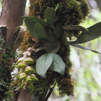 bulbophyllum_occlusum1bd (Bulbophyllum occlusum)