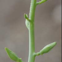 cakile_maritima5md (Cakile maritima)