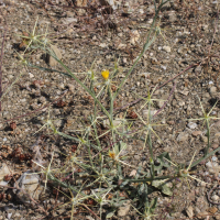 centaurea_solstitialis1bmd (Centaurea solstitialis)