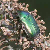 cetonia_aurata4bd (Cetonia aurata)