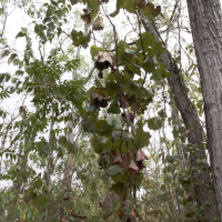 Coccoloba pubescens (Raisinier à grandes feuilles)