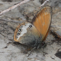 coenonympha_darwiniana3bd (Coenonympha darwiniana)