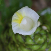 costus_deistellii2md (Costus deistellii)