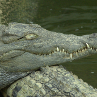 crocodylus_niloticus2md