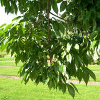 diospyros_lotus2md (Diospyros lotus)