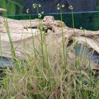 drosera_binata3md (Drosera binata)