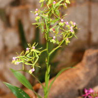 Epidendrum pseudepidendrum (Epidendrum Faux-épidendrum)