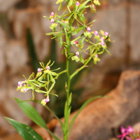 epidendrum_pseudepidendrum1md