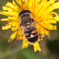 Eristalis tenax (Eristale gluante)