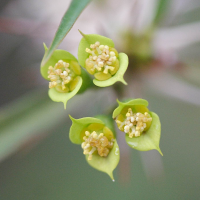 Euphorbia genoudiana (Euphorbe)