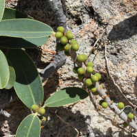 ficus_menabeensis_meridionalis2md