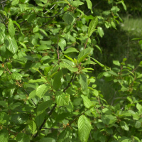 Frangula alnus ssp. alnus (Bourdaine, Nerprun)