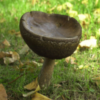 leccinum_scabrum2bd