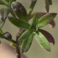 lobularia_maritima2md