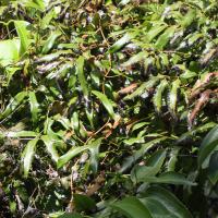 Lygodium lanceolatum (Fougère)