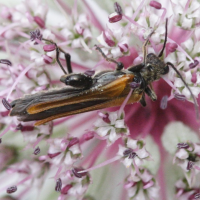 oedemera_femorata2md