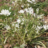 ornithogalum_umbellatum3md