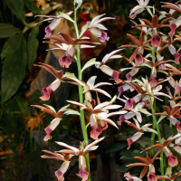 phaius_tankervilleae3sd