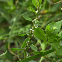 Polygonum aviculare (Renouée des oiseaux)