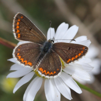 polyommatus_thersites2bd