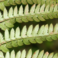 polystichum_x_bicknellii2md