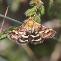 pyrausta_purpuralis4bd