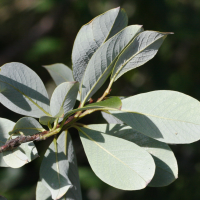 salix_bicolor3md