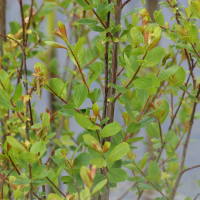 Salix caprea (Saule marsault)