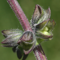 Salvia_verbenaca (Salvia verbenaca)