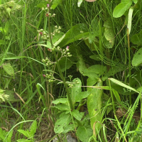 Scrophularia auriculata (Scrofulaire aquatique)