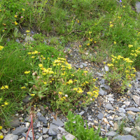 Senecio squalidus ssp. rupestris (Séneçon des rochers)