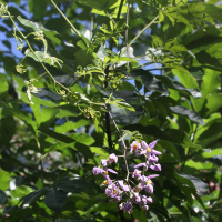 Solanum seaforthianum (Morelle, Liane lilas)