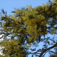 Acacia dealbata (Mimosa)