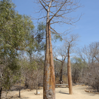Adansonia rubrostipa (Baobab)