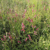 anacamptis_papilionacea7md (Anacamptis papilionacea)