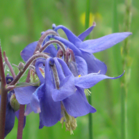 aquilegia_vulgaris6mv (Aquilegia vulgaris)