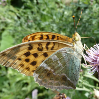 argynnis_paphia3gv (Argynnis paphia)